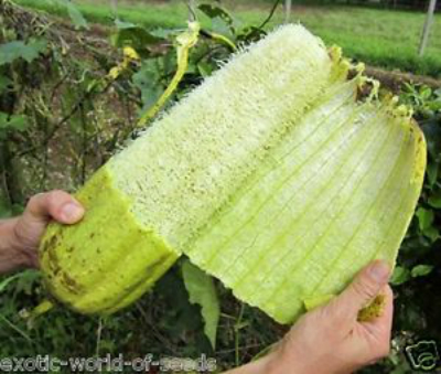 Loofah plant